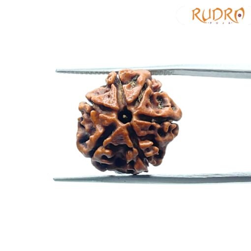 6-Mukhi-Rudraksha-Nepal-18.38-Mm-Fp-C.jpg