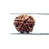 6-Mukhi-Rudraksha-Nepal-18.38-Mm-Mp-C.jpg