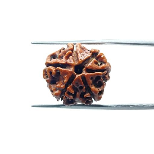 6-Mukhi-Rudraksha-Nepal-18.38-Mm-Mp-C.jpg