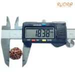 6-Mukhi-Rudraksha-Nepal-18.38-Mm-Op-C.jpg