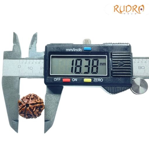 6-Mukhi-Rudraksha-Nepal-18.38-Mm-Op-C.jpg