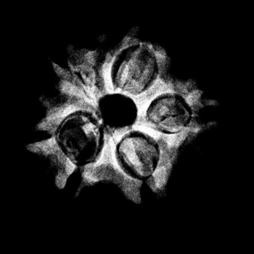 6-Mukhi-Rudraksha-Nepal-18.38-Mm-X-Ray.jpg