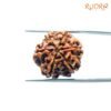 6 Mukhi Rudraksha Nepal (18.69 Mm) 12 6-Mukhi-Rudraksha-Nepal-18.69-Mm-Bp-C.jpg