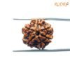 6 Mukhi Rudraksha Nepal (18.69 Mm) 13 6-Mukhi-Rudraksha-Nepal-18.69-Mm-Fp-C.jpg