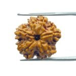 6 Mukhi Rudraksha Nepal (18.80 MM)
