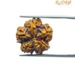 6 Mukhi Rudraksha Nepal (18.80 MM)