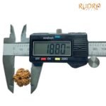 6 Mukhi Rudraksha Nepal (18.80 Mm)
