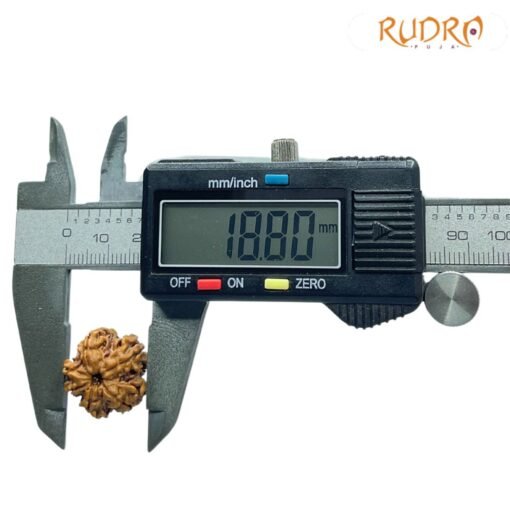 6 Mukhi Rudraksha Nepal (18.80 Mm)