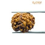 6 Mukhi Rudraksha Nepal (18.80 Mm)