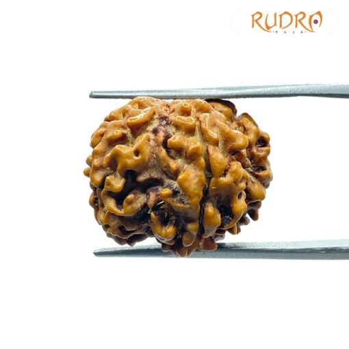 6 Mukhi Rudraksha Nepal (18.80 Mm)