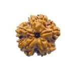 6 Mukhi Rudraksha Nepal (18.80 Mm)