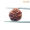 6 Mukhi Rudraksha Nepal (18.97 Mm) 12 6-Mukhi-Rudraksha-Nepal-18.97-Mm-Bp-C.jpg