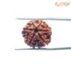 6 Mukhi Rudraksha Nepal (18.97 Mm) 13 6-Mukhi-Rudraksha-Nepal-18.97-Mm-Fp-C.jpg