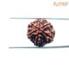 6-Mukhi-Rudraksha-Nepal-19.40Mm-Bp-C.jpg