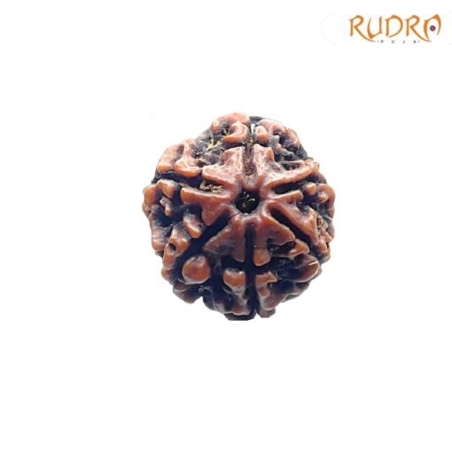 6-Mukhi-Rudraksha-Nepal-19.40Mm-Fp-C.jpg