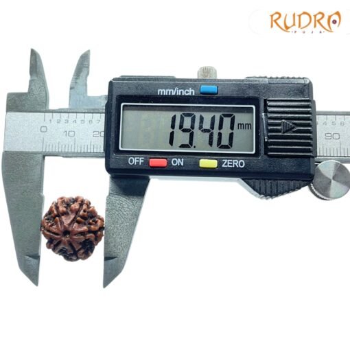 6-Mukhi-Rudraksha-Nepal-19.40Mm-Op-C.jpg