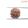 6-Mukhi-Rudraksha-Nepal-19.50-Mm-Fp-C.jpg
