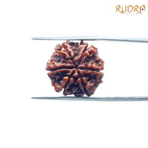 6-Mukhi-Rudraksha-Nepal-19.51-Mm-Bp-C.jpg