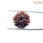 6-Mukhi-Rudraksha-Nepal-19.51-Mm-Fp-C.jpg