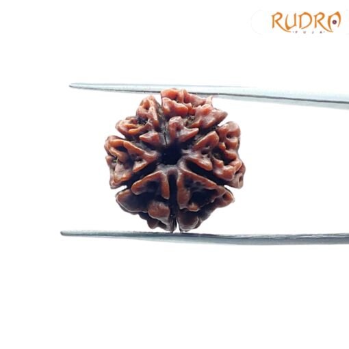 6-Mukhi-Rudraksha-Nepal-19.51-Mm-Fp-C.jpg