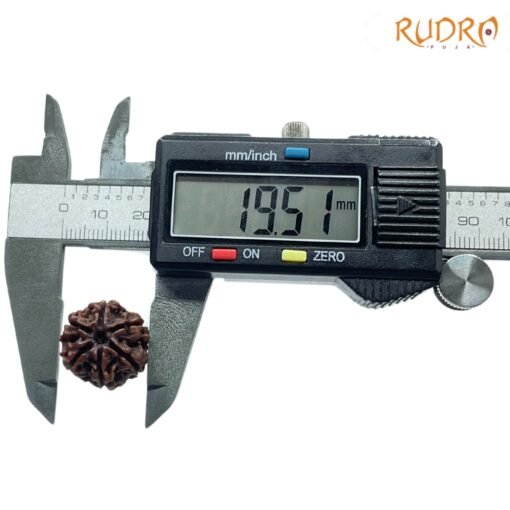 6-Mukhi-Rudraksha-Nepal-19.51-Mm-Op-C.jpg