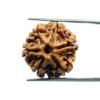 6 Mukhi Rudraksha Nepal (19.55 Mm)