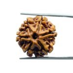 6 Mukhi Rudraksha Nepal (19.55 MM)