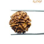 6 Mukhi Rudraksha Nepal (19.55 MM)