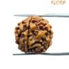6 Mukhi Rudraksha Nepal (19.55 Mm) 13 6 Mukhi Rudraksha Nepal (19.55 Mm)