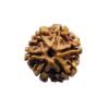 6 Mukhi Rudraksha Nepal (19.55 Mm) 14 6 Mukhi Rudraksha Nepal (19.55 Mm)