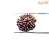 6 Mukhi Rudraksha Nepal (19.55 Mm) 11 6-Mukhi-Rudraksha-Nepal-19.55-Mm-Fp-C.jpg