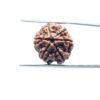 6-Mukhi-Rudraksha-Nepal-19.55-Mm-Mp-C.jpg