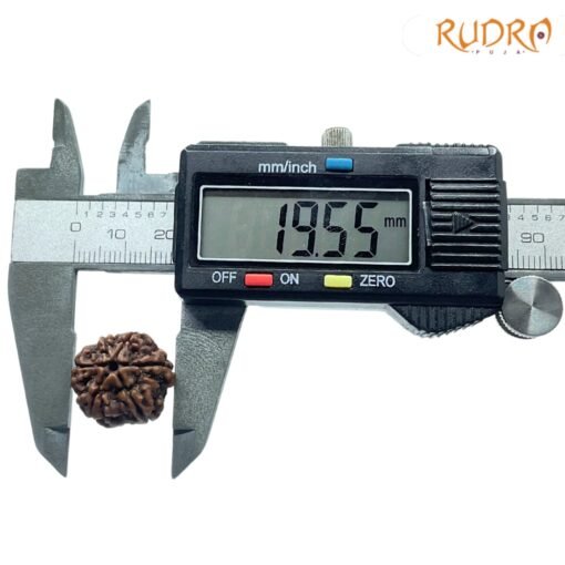 6-Mukhi-Rudraksha-Nepal-19.55-Mm-Op-C.jpg
