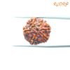 6 Mukhi Rudraksha Nepal (19.65 Mm) 13 6-Mukhi-Rudraksha-Nepal-19.65-Mm-Bp-C.jpg