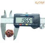6-Mukhi-Rudraksha-Nepal-19.65-Mm-Op-C.jpg