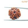 6 Mukhi Rudraksha Nepal (19.65 Mm) 12 6-Mukhi-Rudraksha-Nepal-19.65-Mm-Sp-C.jpg