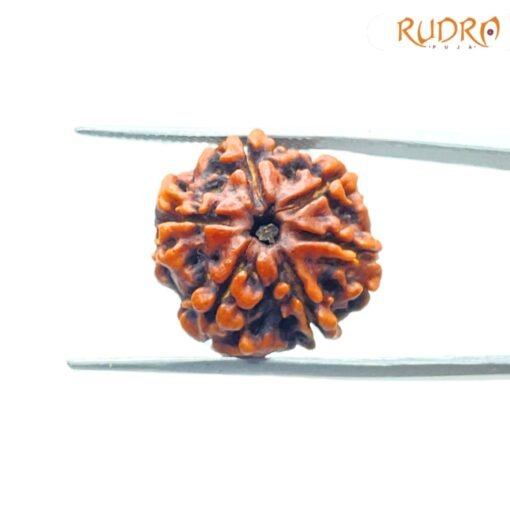 6-Mukhi-Rudraksha-Nepal-19.65-Mm-Sp-C.jpg