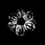 6-Mukhi-Rudraksha-Nepal-19.65-Mm-X-Ray.jpg