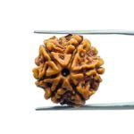 6 Mukhi Rudraksha Nepal (19.70 MM)