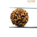 6 Mukhi Rudraksha Nepal (19.70 Mm)