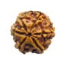 6 Mukhi Rudraksha Nepal (19.70 Mm) 14 6 Mukhi Rudraksha Nepal (19.70 Mm)