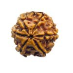 6 Mukhi Rudraksha Nepal (19.70 Mm)