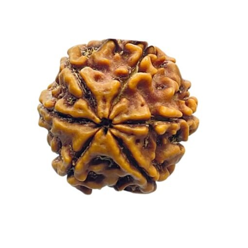 6 Mukhi Rudraksha Nepal (19.70 Mm)