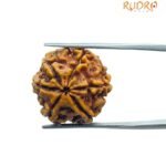6 Mukhi Rudraksha Nepal (19.70 MM)