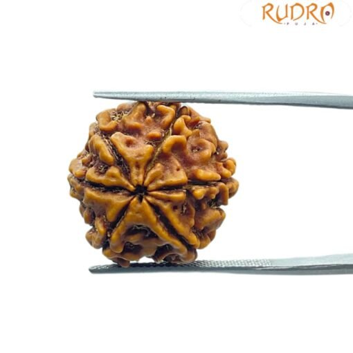 6 Mukhi Rudraksha Nepal (19.70 Mm)