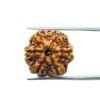 6 Mukhi Rudraksha Nepal (19.77 MM)