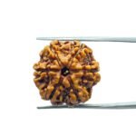 6 Mukhi Rudraksha Nepal (19.77 MM)