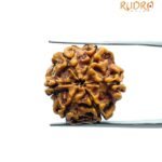 6 Mukhi Rudraksha Nepal (19.77 MM)