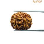 6 Mukhi Rudraksha Nepal (19.77 Mm)