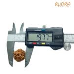 6 Mukhi Rudraksha Nepal (19.77 Mm)